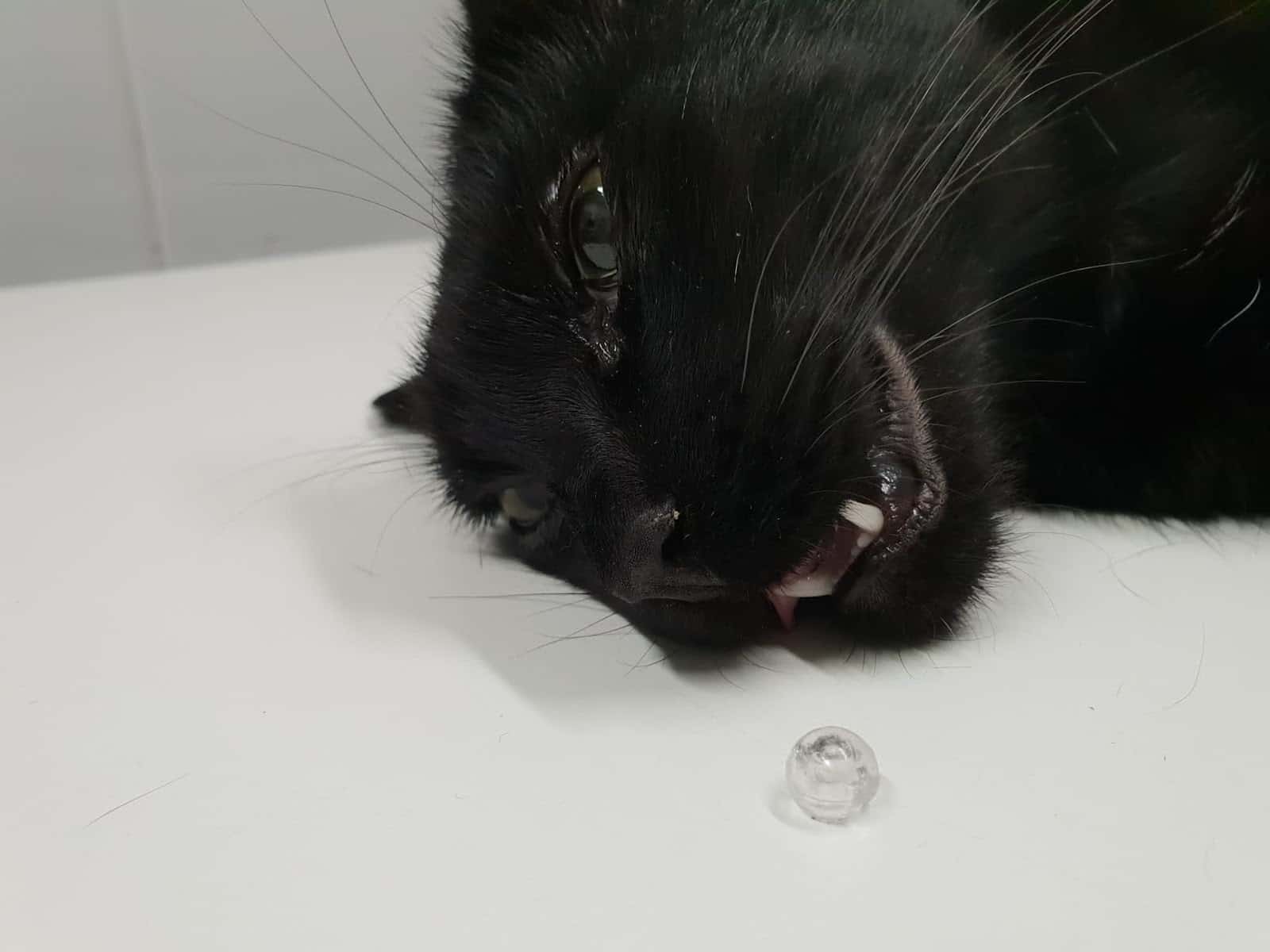 Centre Clinic Veterinari Dr. Santi Ribell