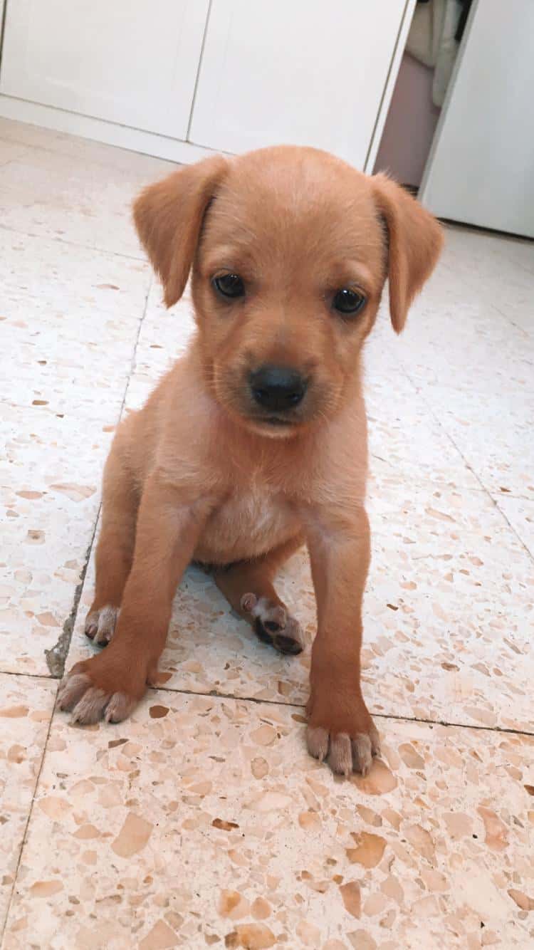 Centre Clinic Veterinari Dr. Santi Ribell