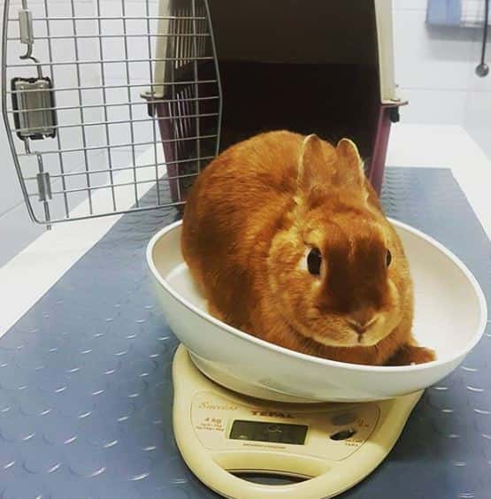 centre clinic veterinari dr santi ribell veterinario clinica en granollers en barcelona principalImage ADOPTA Sitios Pet Friendly