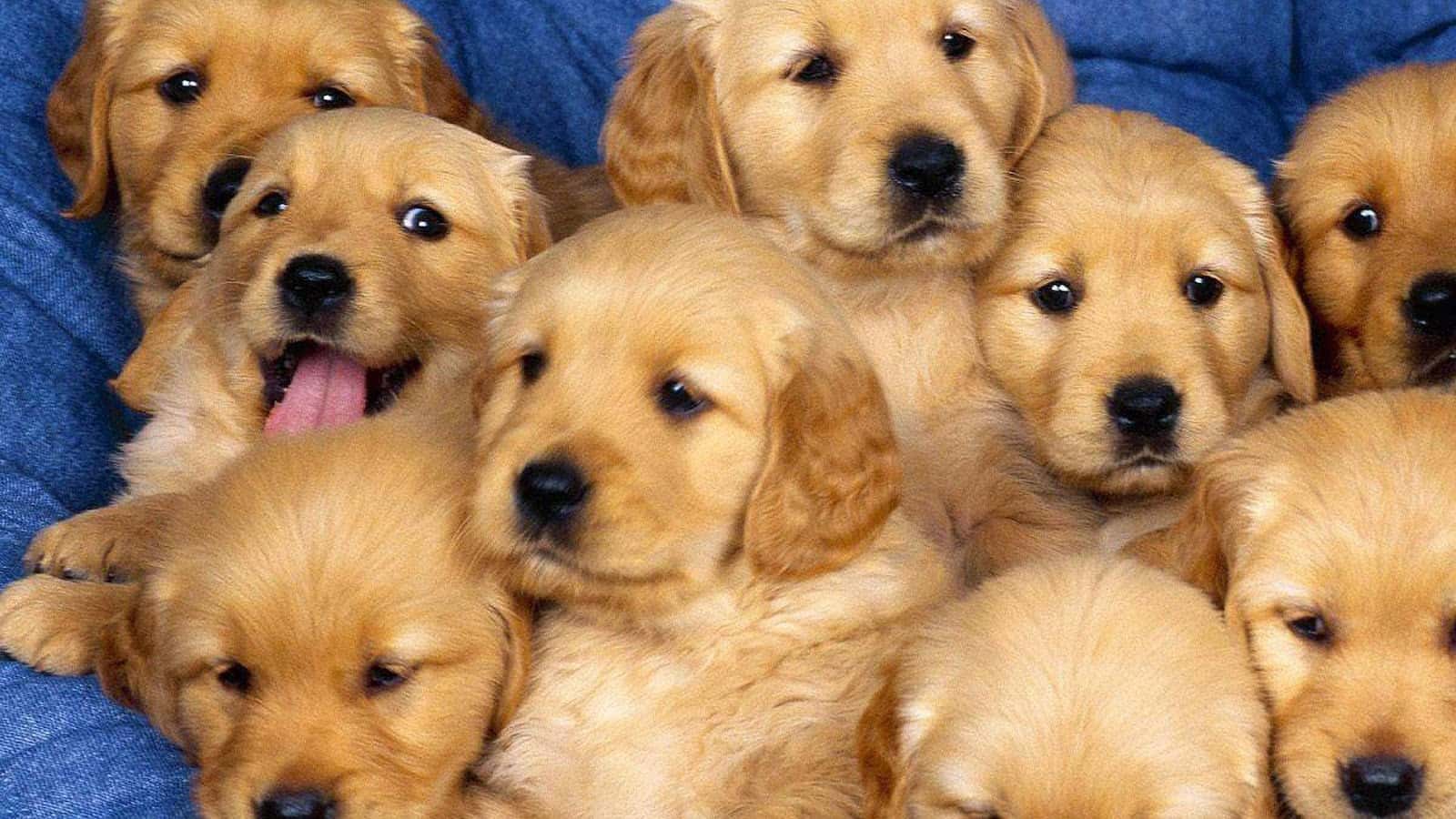 Clínica Veterinaria Rosvet