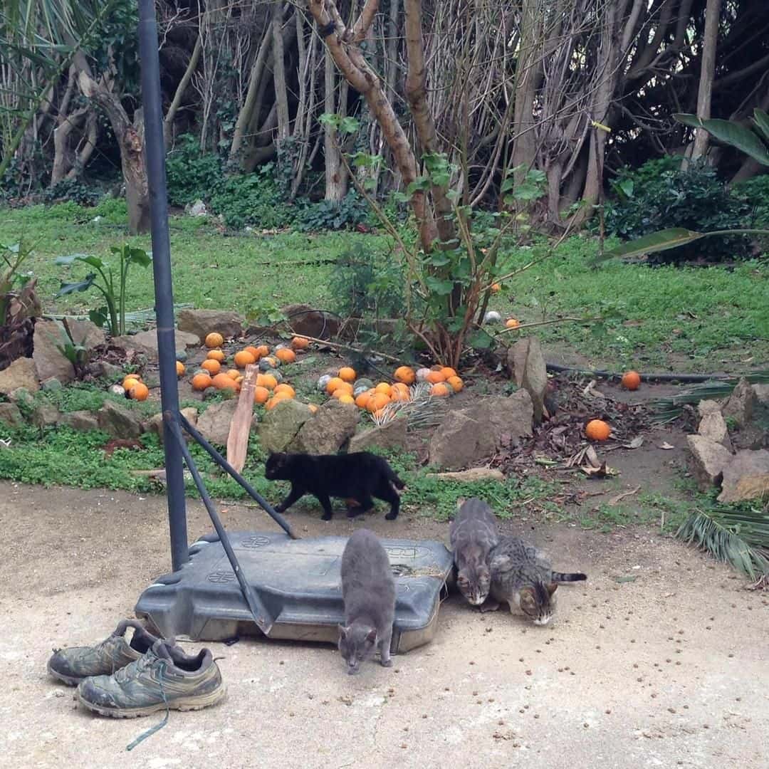 Clínica Veterinaria Rosvet