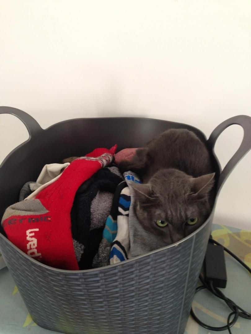 Clínica Veterinaria Rosvet