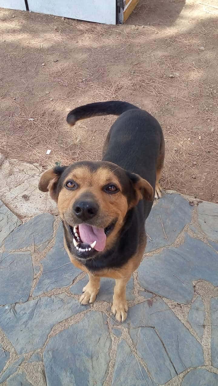 Clinica Veterinaria Eudog