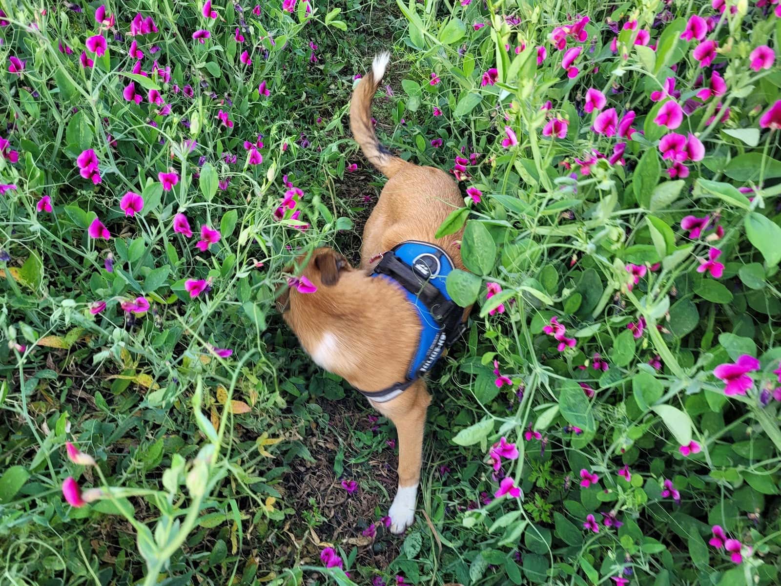Centre Veterinari Rossinyol