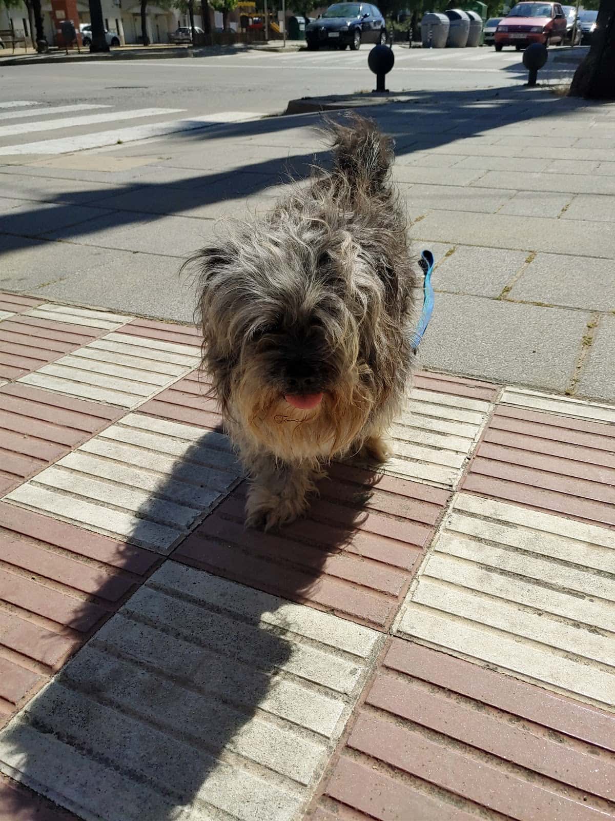 Centre Veterinari Rossinyol