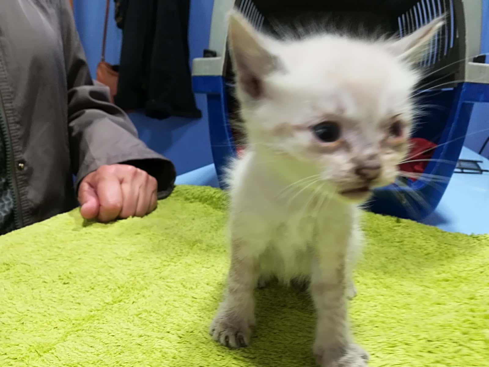 Centre Veterinari Rossinyol