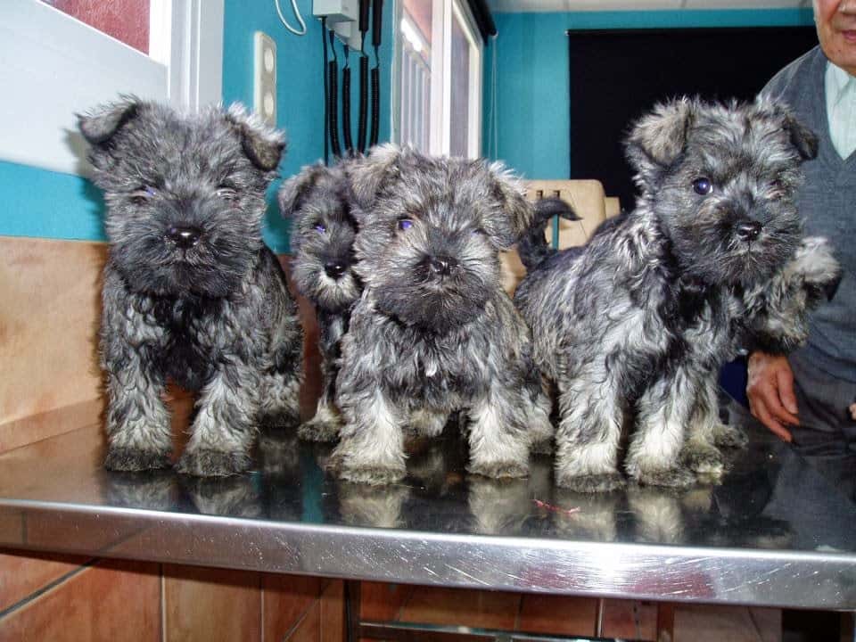 Centre Veterinari La Cruïlla
