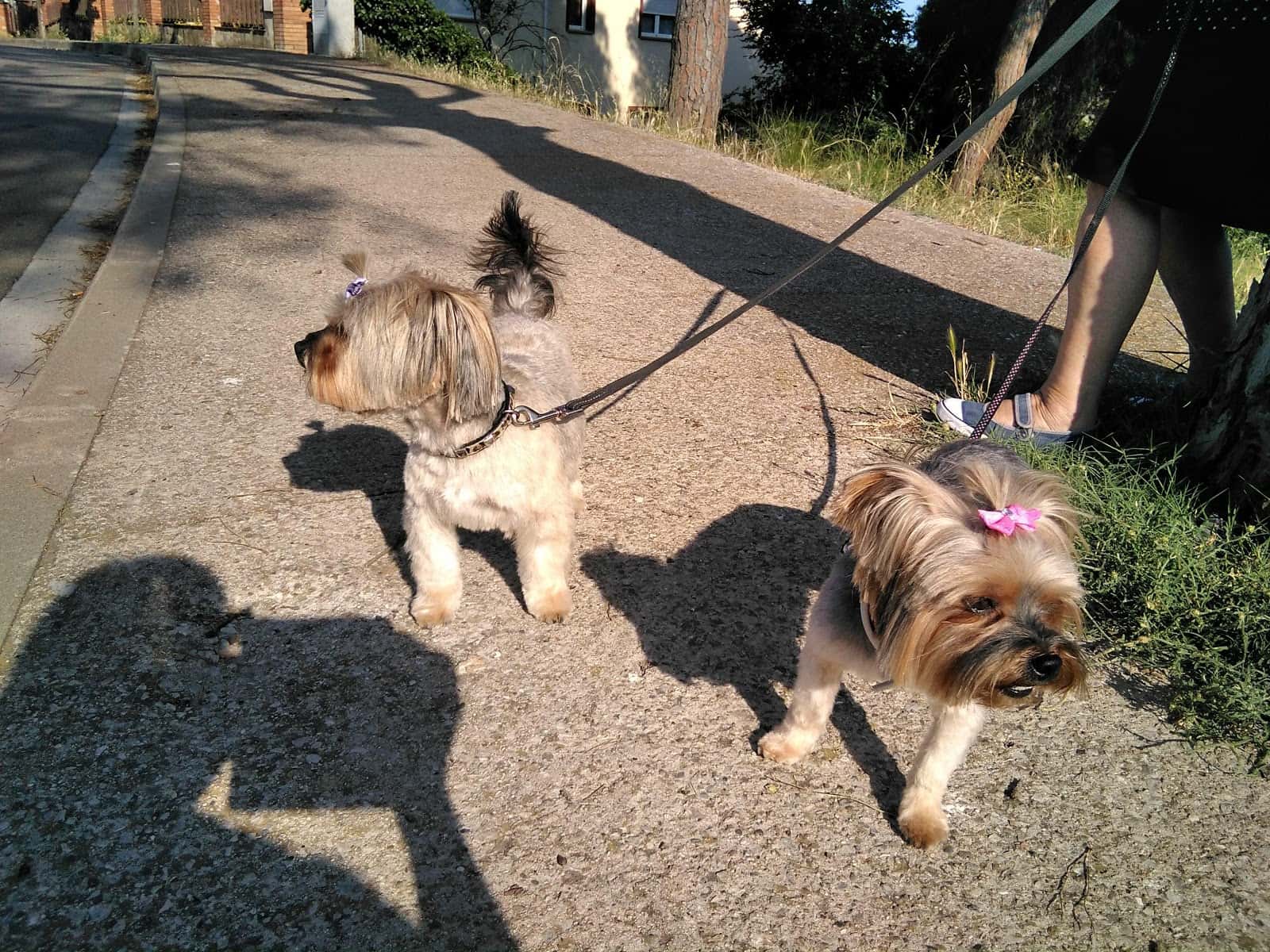 Centre Veterinari La Cruïlla