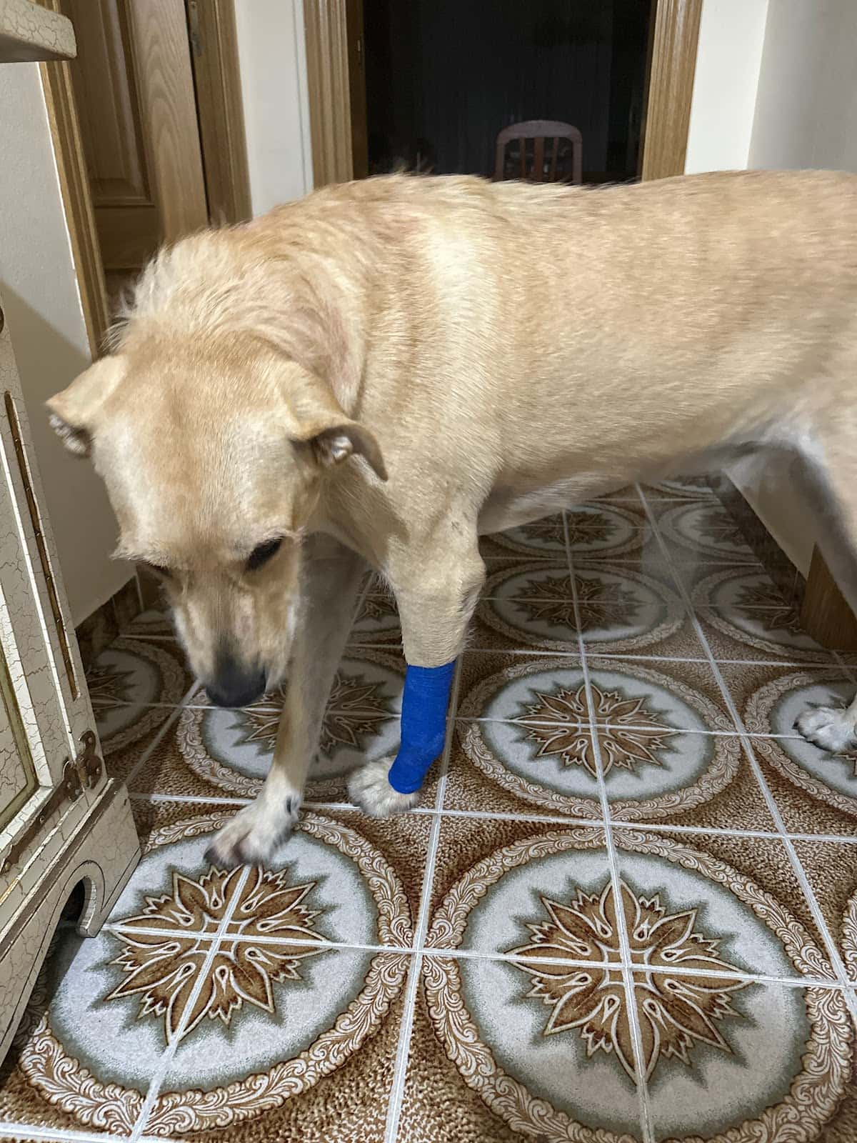 La Llar del Veterinari