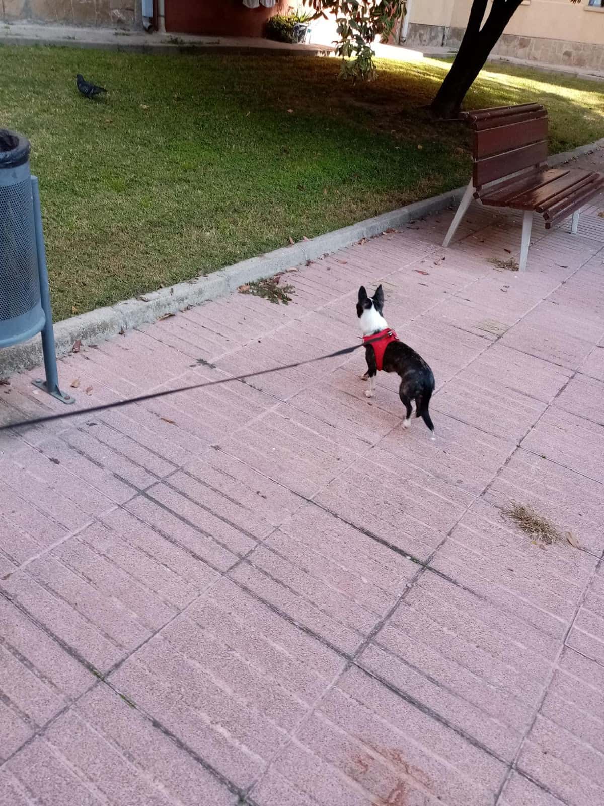 La Llar del Veterinari