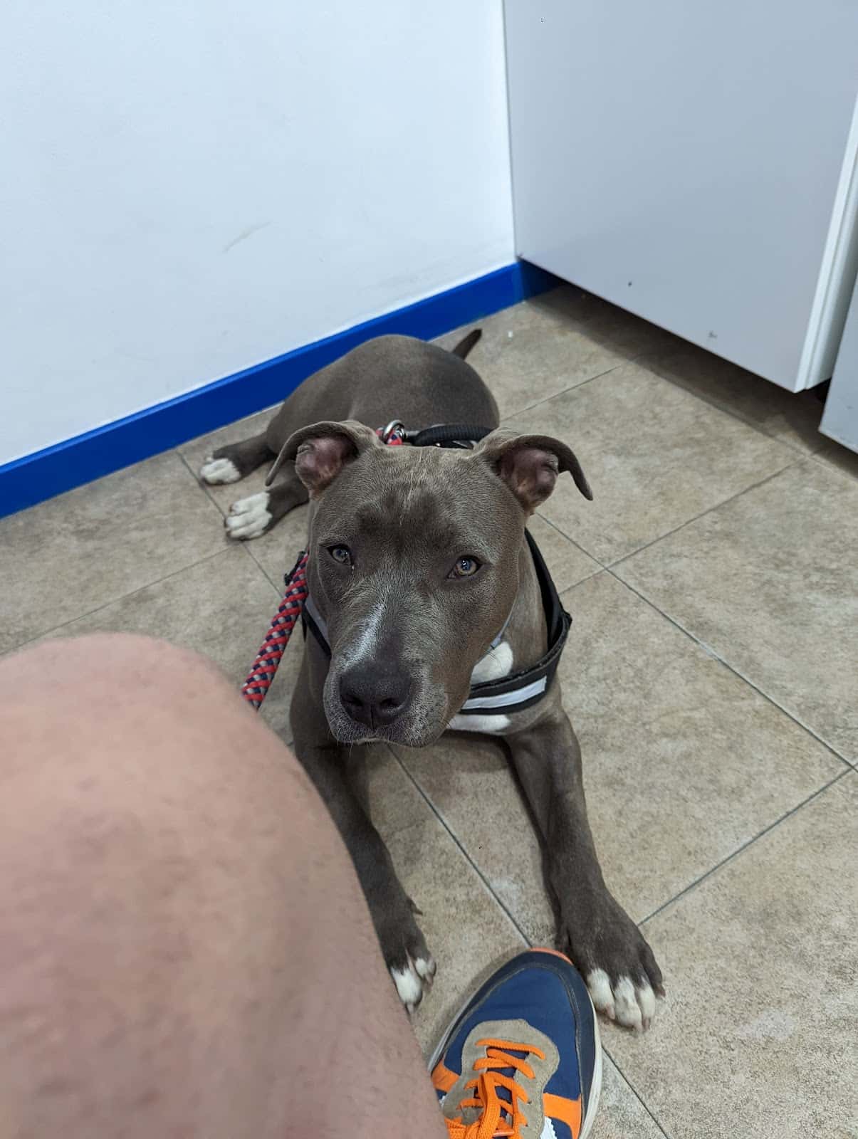 Blau Veterinaris Argentona