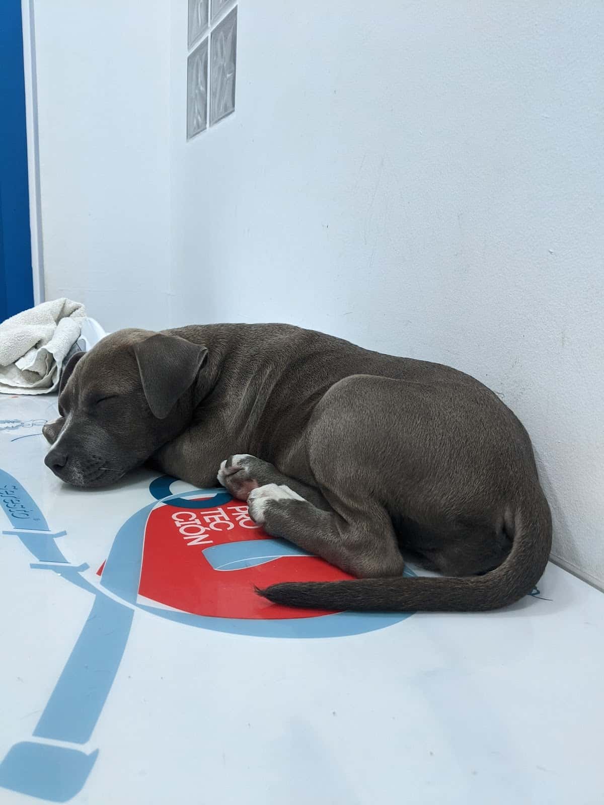 Blau Veterinaris Argentona