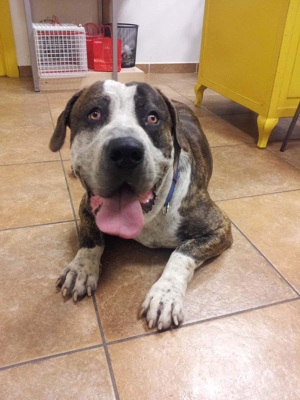 ADN Veterinari