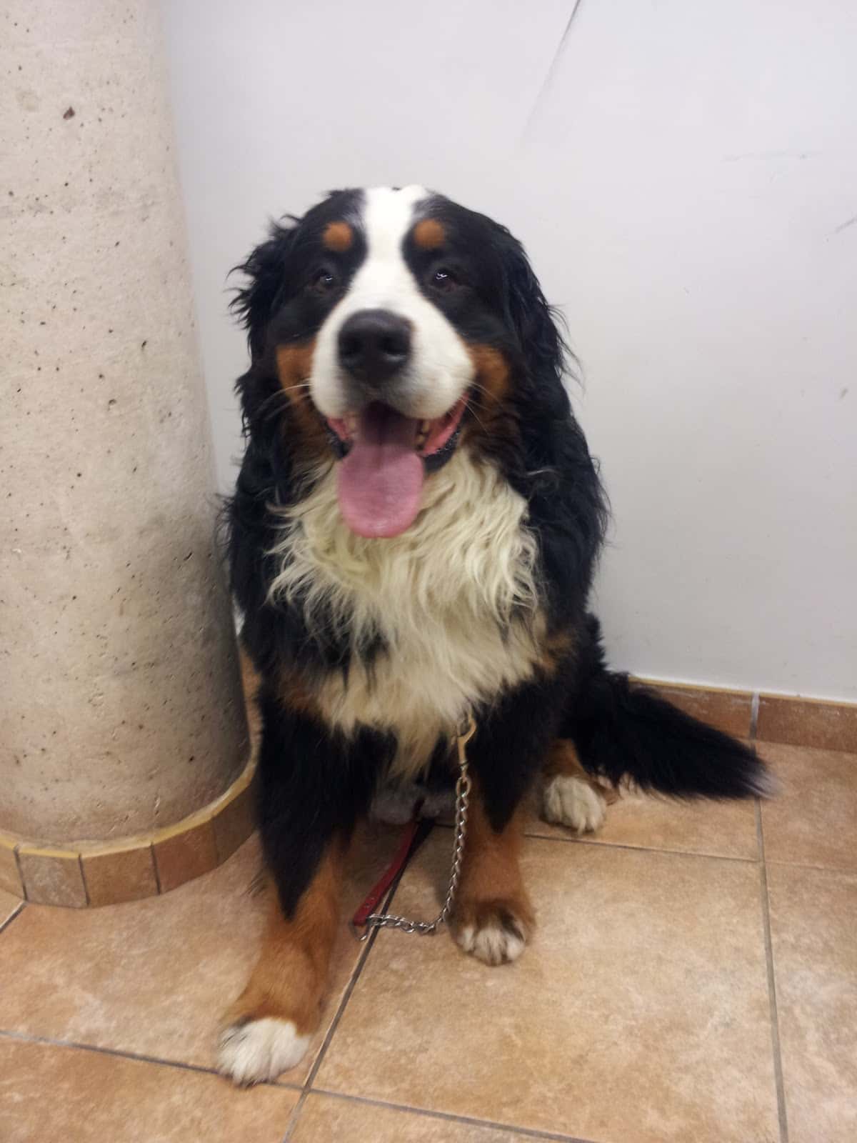ADN Veterinari