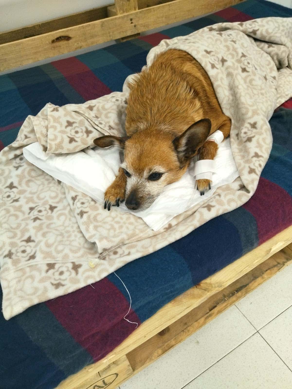 GAREM Veterinarios Igualada
