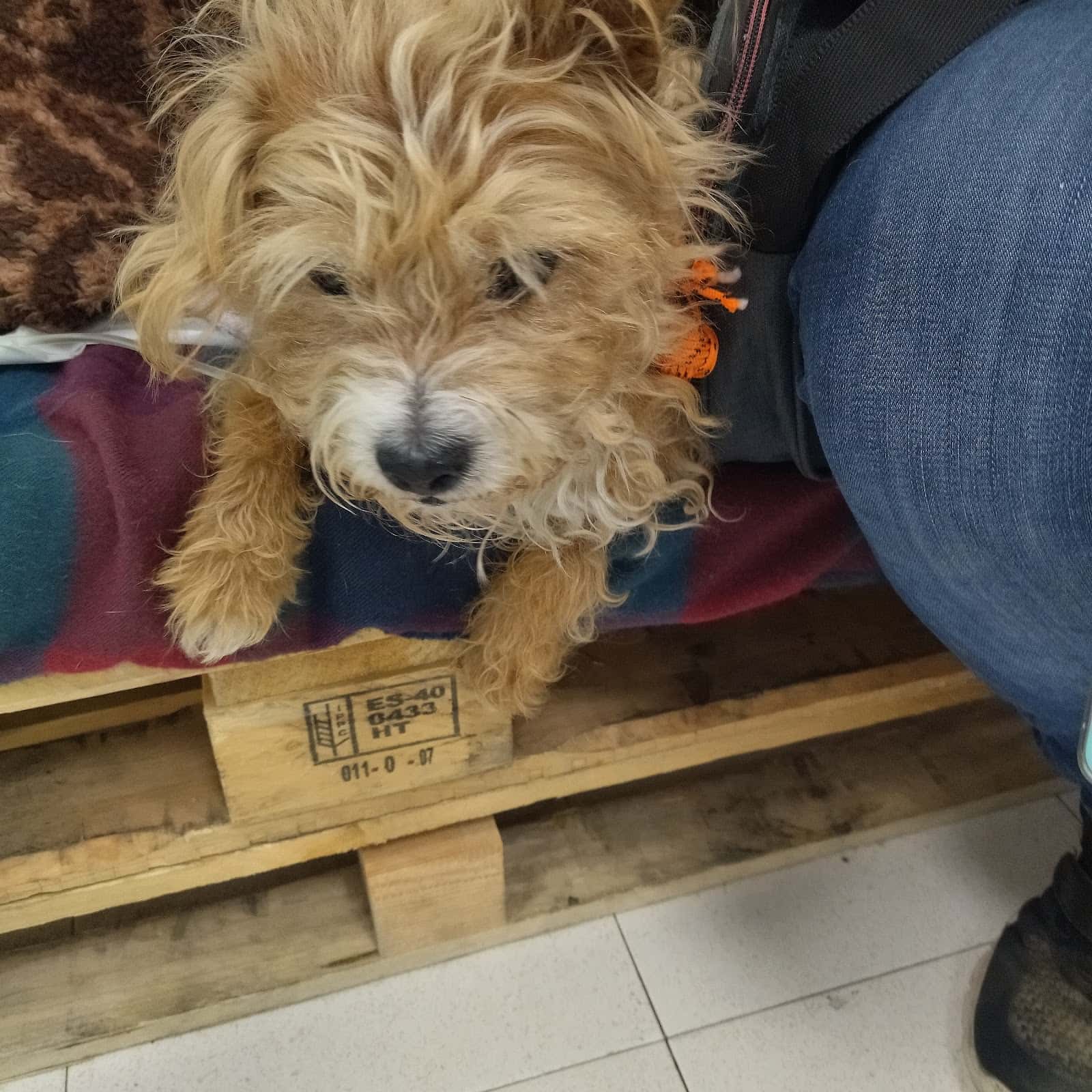 garem veterinarios igualada veterinario centro en igualada en barcelona principalImage ADOPTA Sitios Pet Friendly