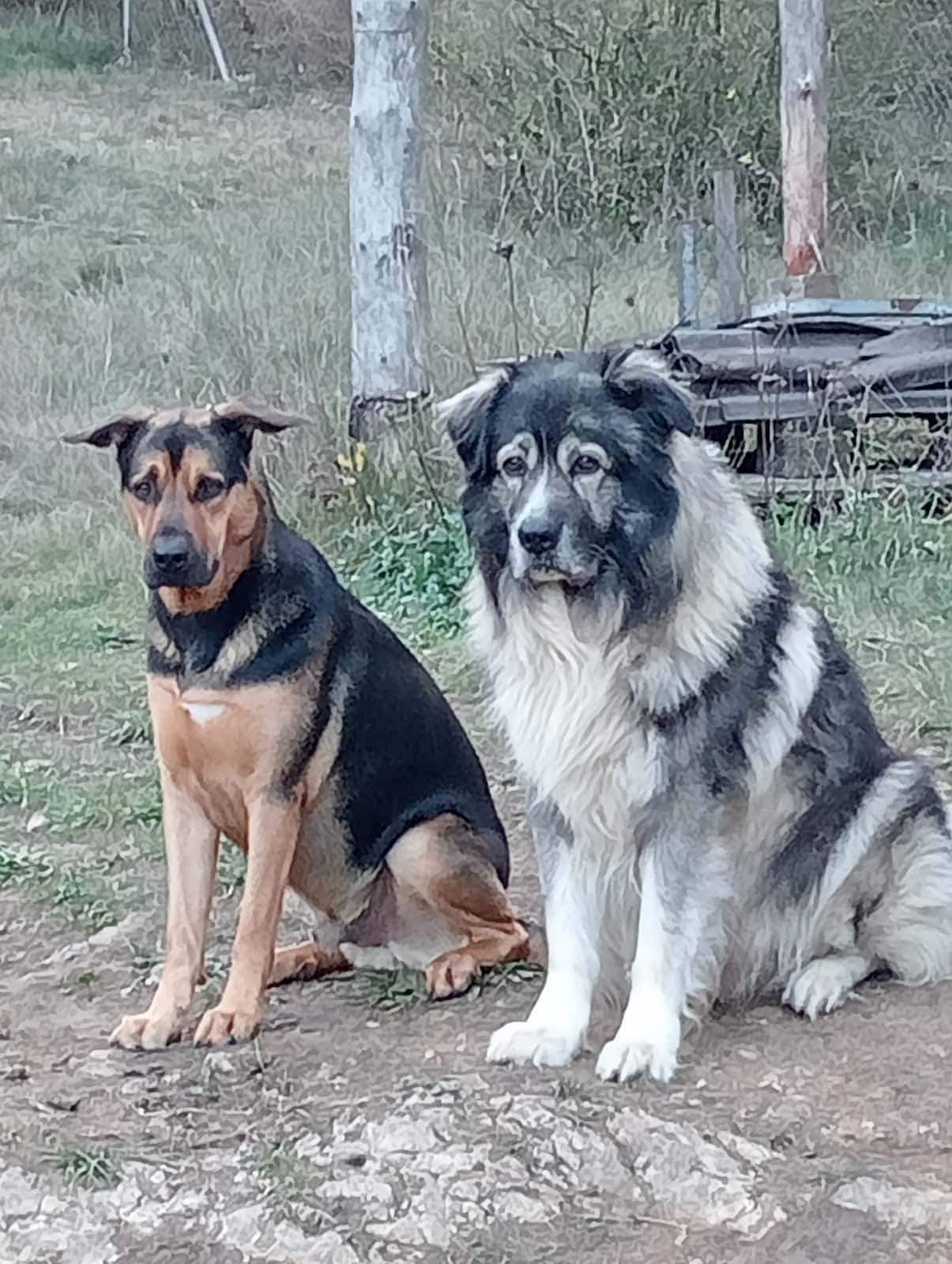 Manescalia Veterinaris