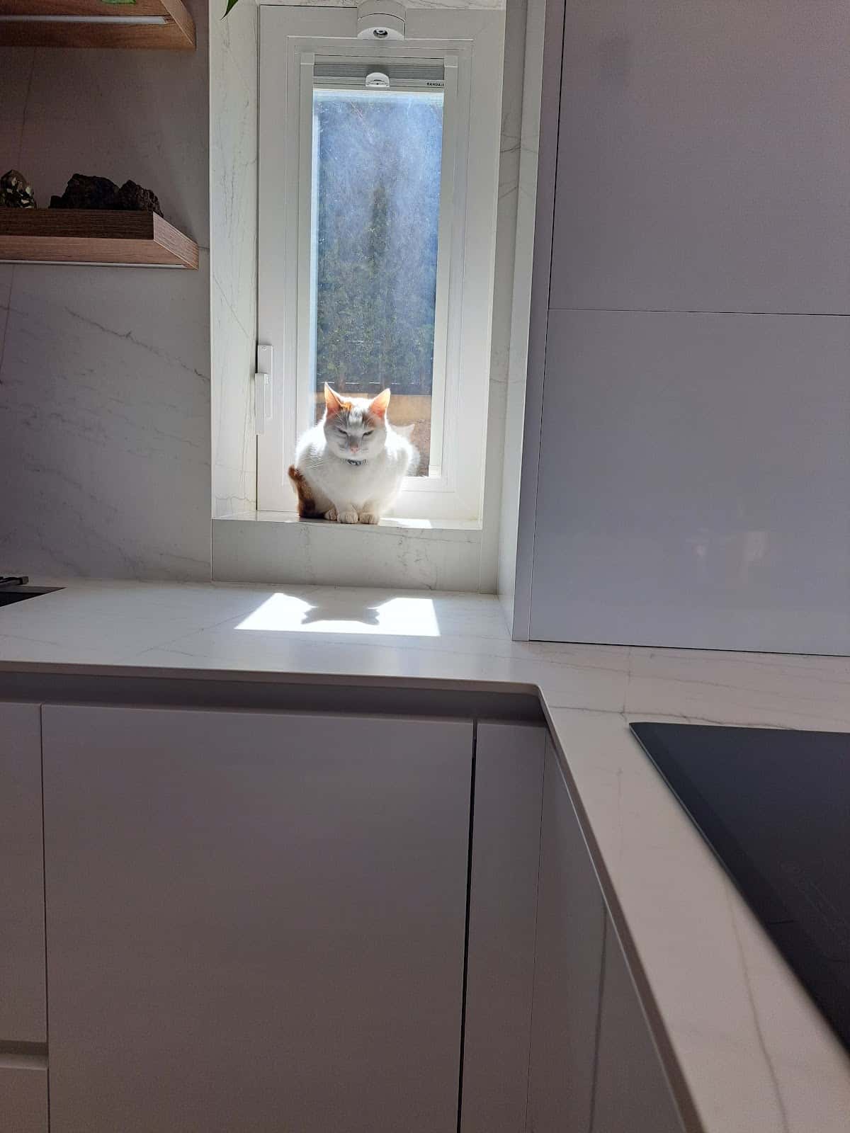 Manescalia Veterinaris