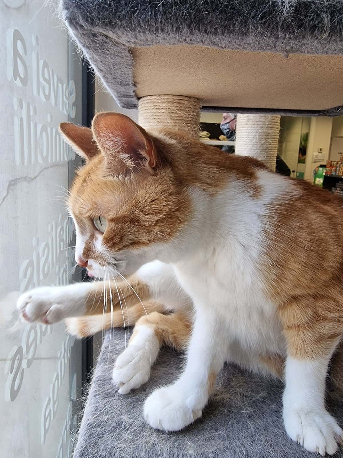 Vida Animal Clínica Veterinària (Santpedor)