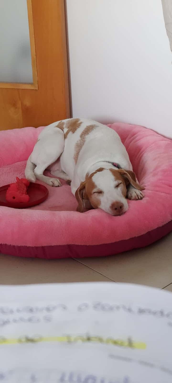Clínica Veterinària Sant Fruitós