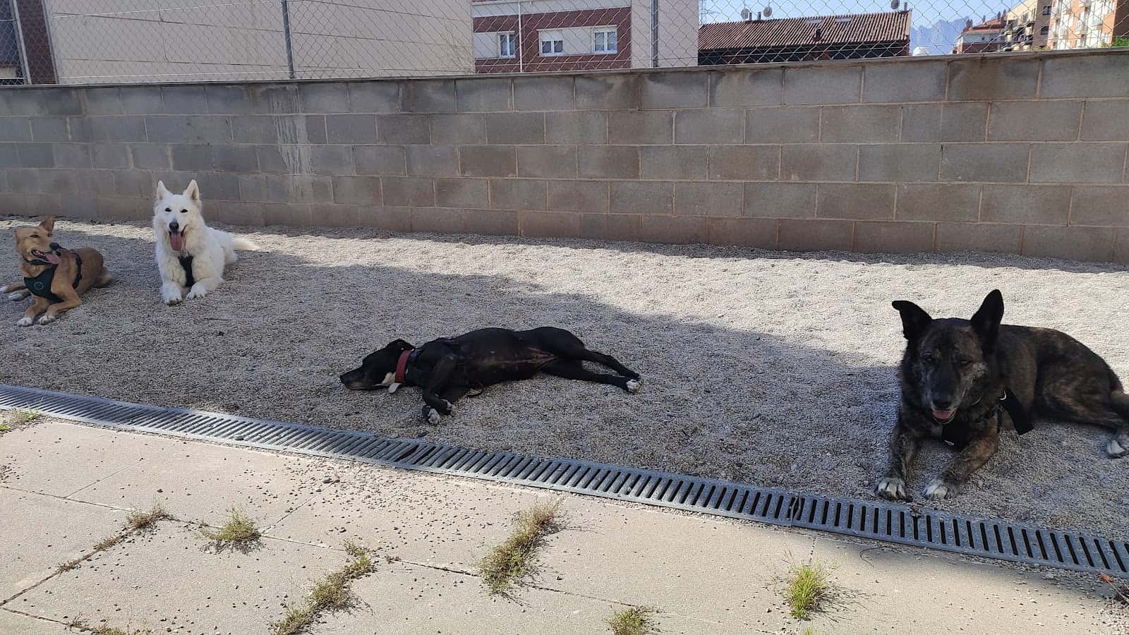 Clínica veterinària Veter 7 - Av. Dolors (Manresa)