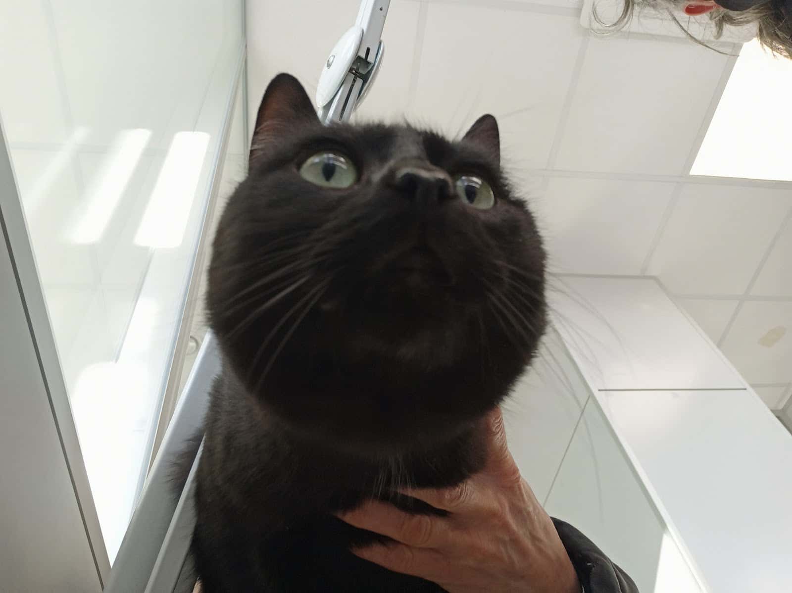 Clínica veterinària Veter 7 - Av. Dolors (Manresa)
