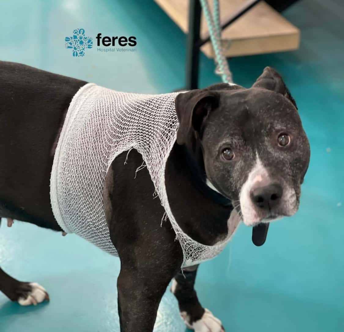 Feres Hospital Veterinari