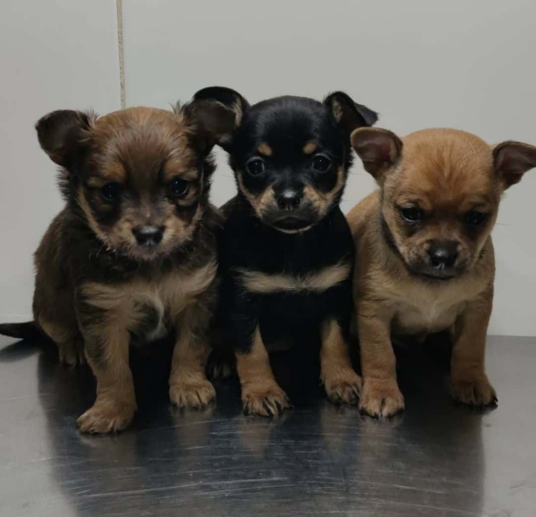 Centre Veterinari Quatre Potes