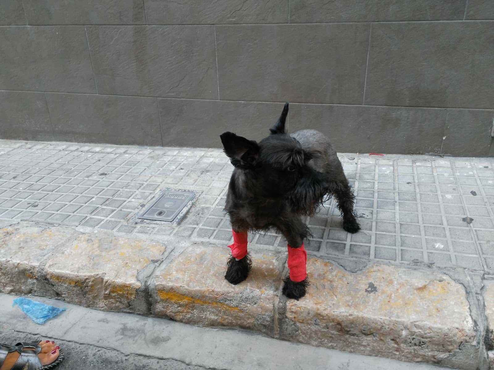 Veterinari Espalter 22 Slp - 24h Urgencias Pruellas 26 - Sitges