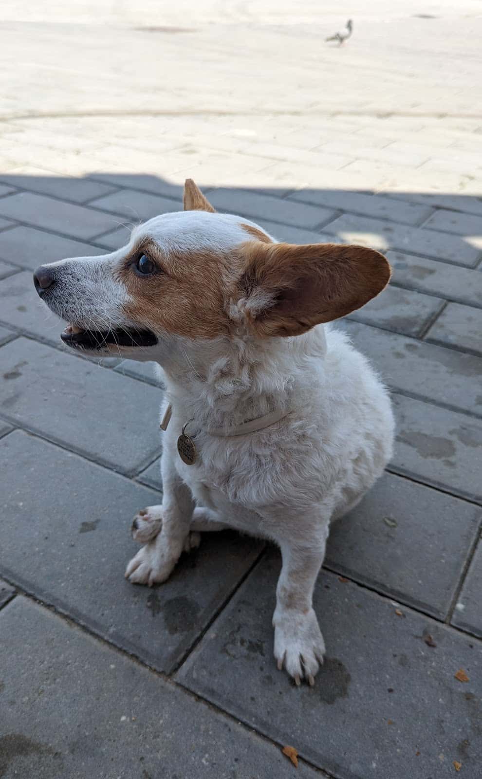 Clínica Veterinària Sitges