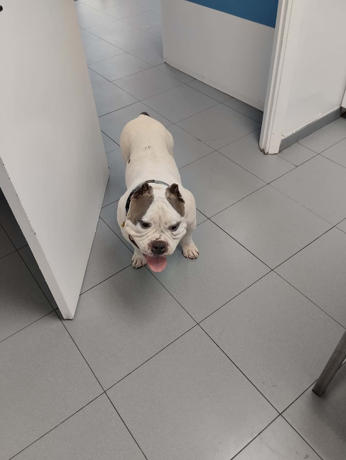 Clínica Veterinària Sitges