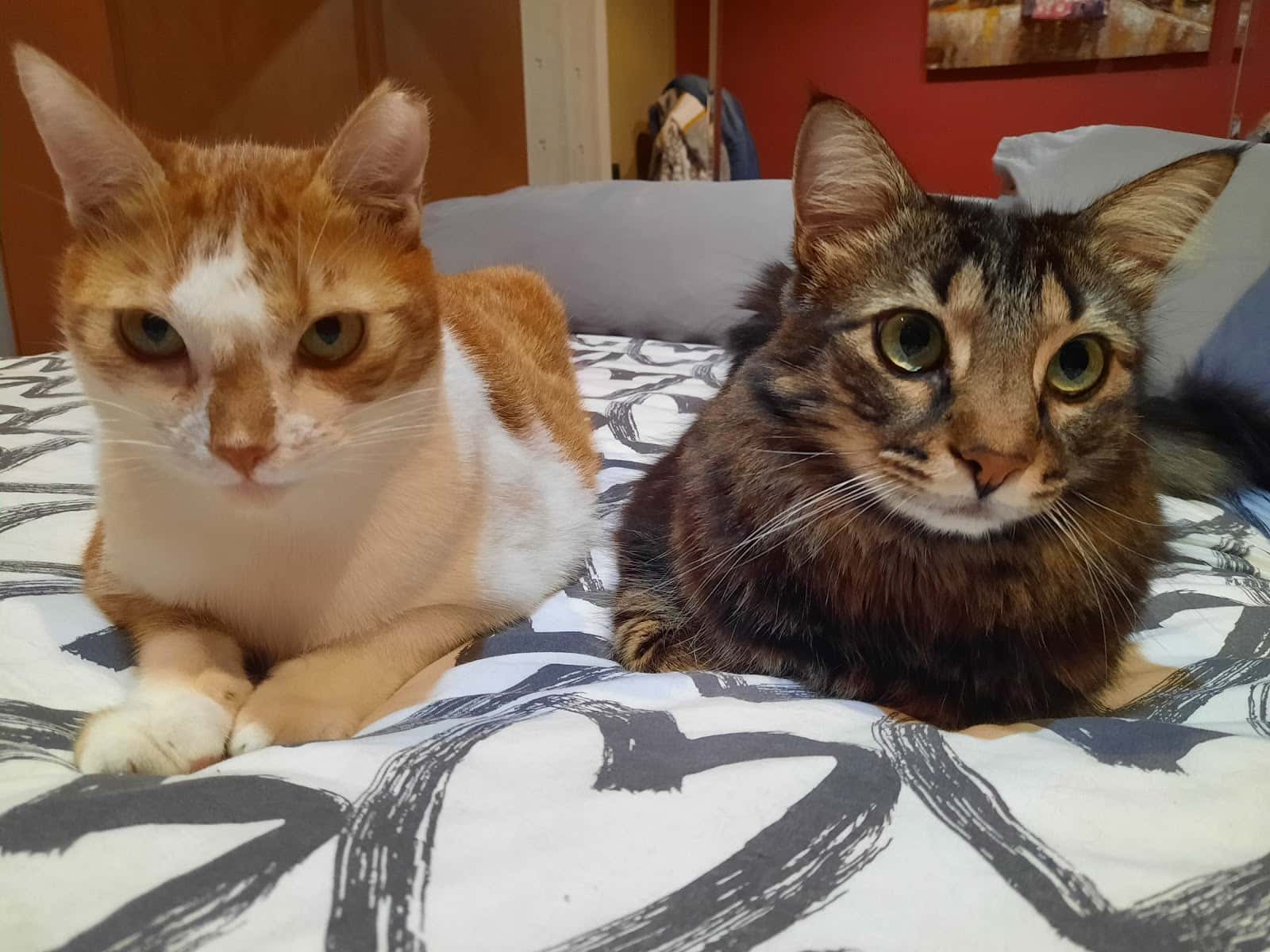 Centre Veterinari del Penedés SLP