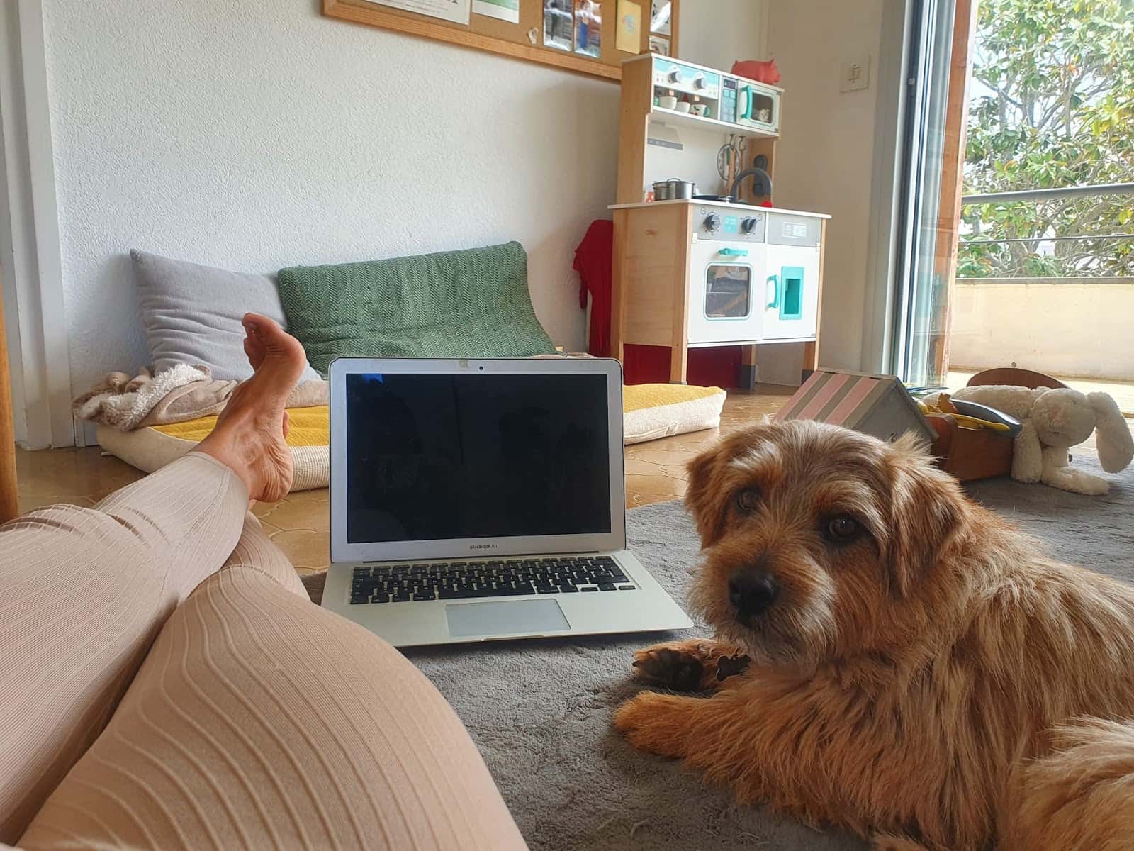 vetOnline - Veterinario por Videollamada
