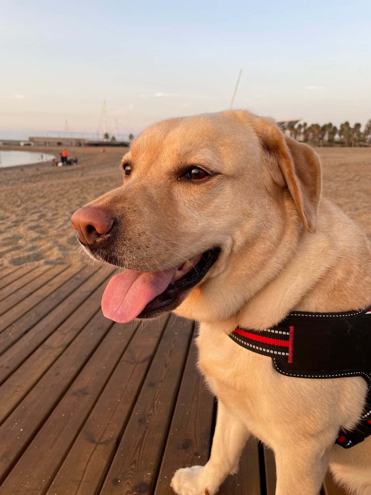 Clínica Veterinaria Bestiari