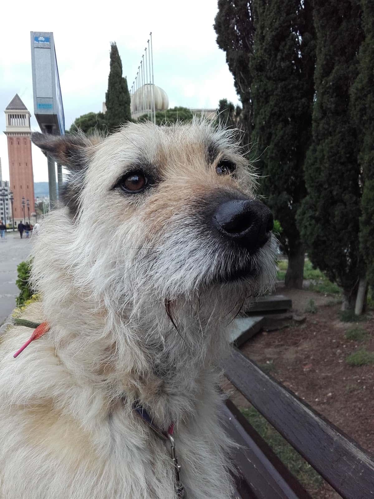 Clínica Veterinaria del Bages