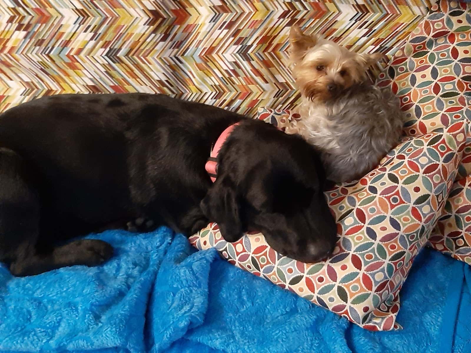 Centre Veterinari Poble Nou