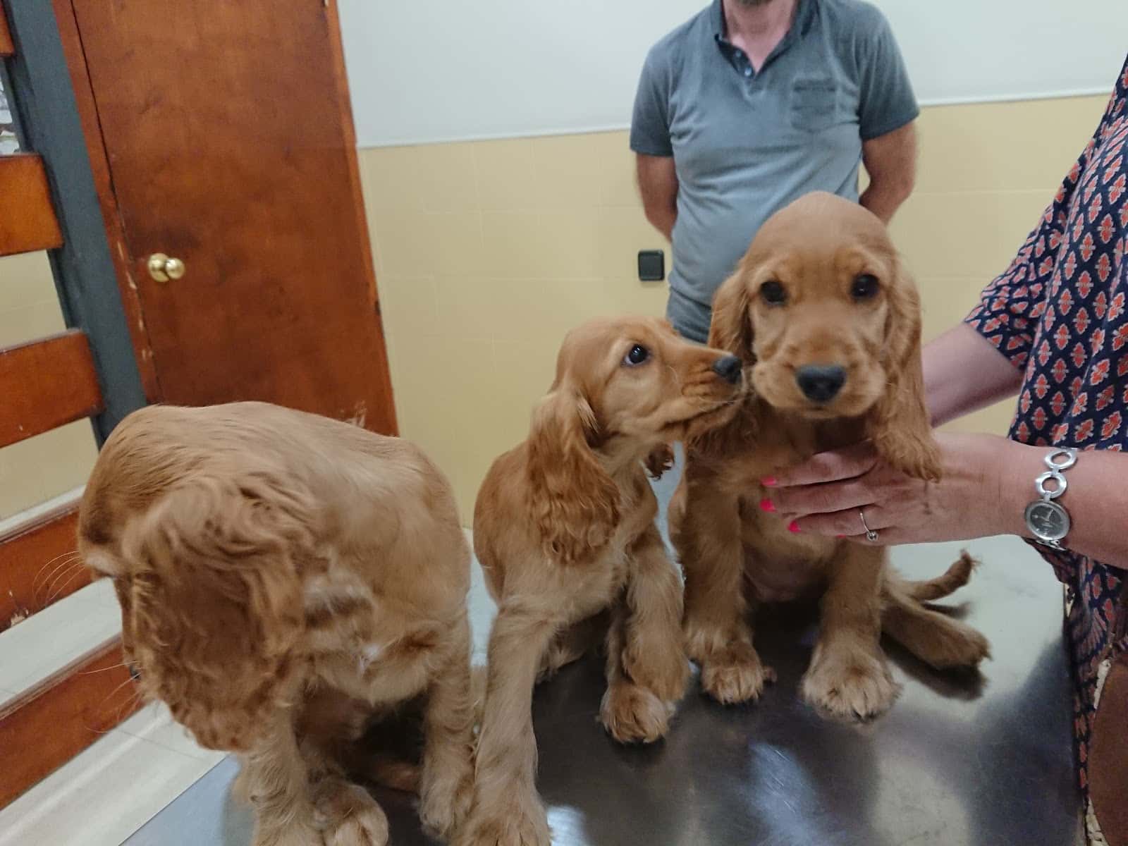Centre Veterinari Poble Nou