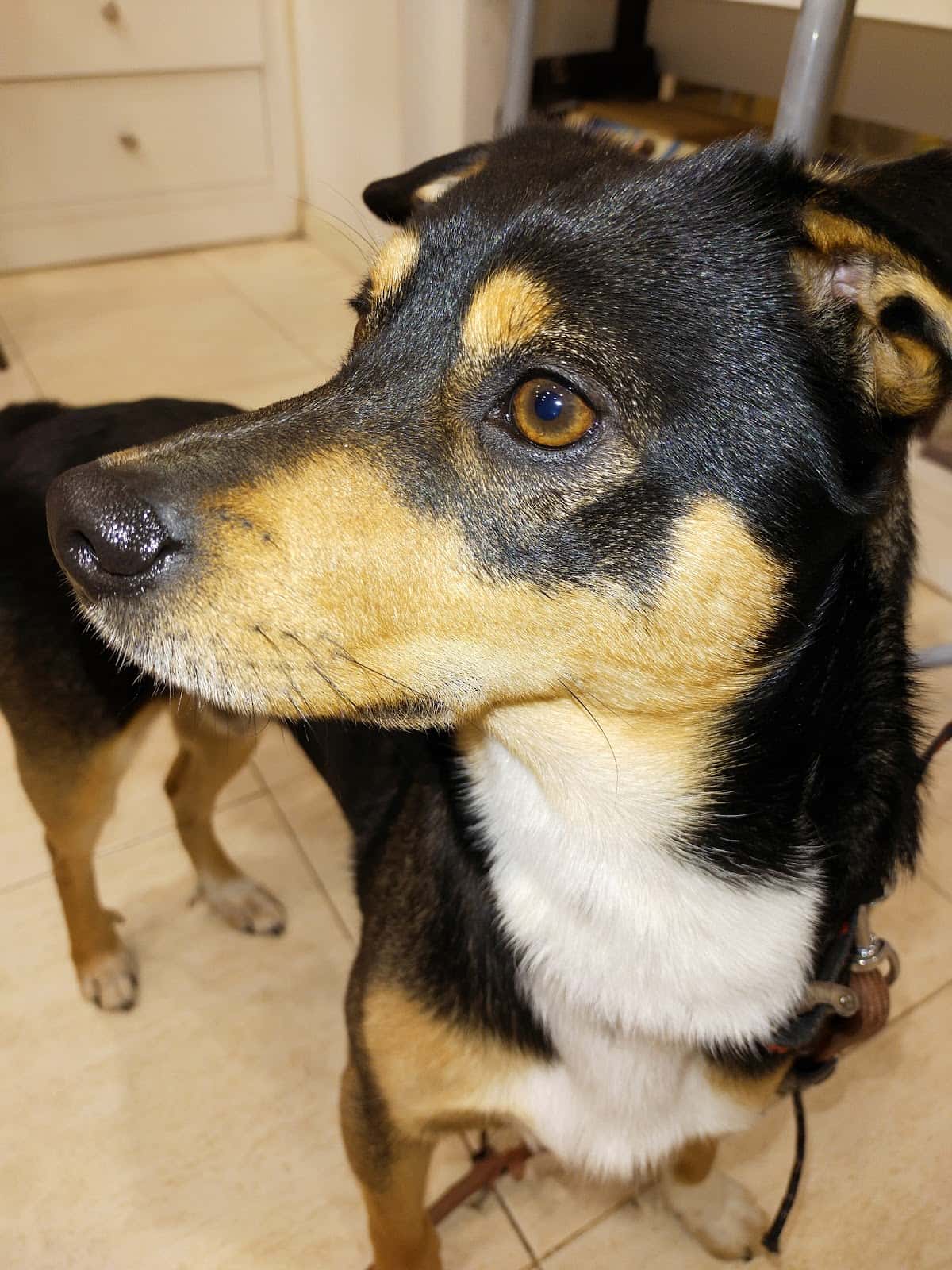 Centre Veterinari Poble Nou