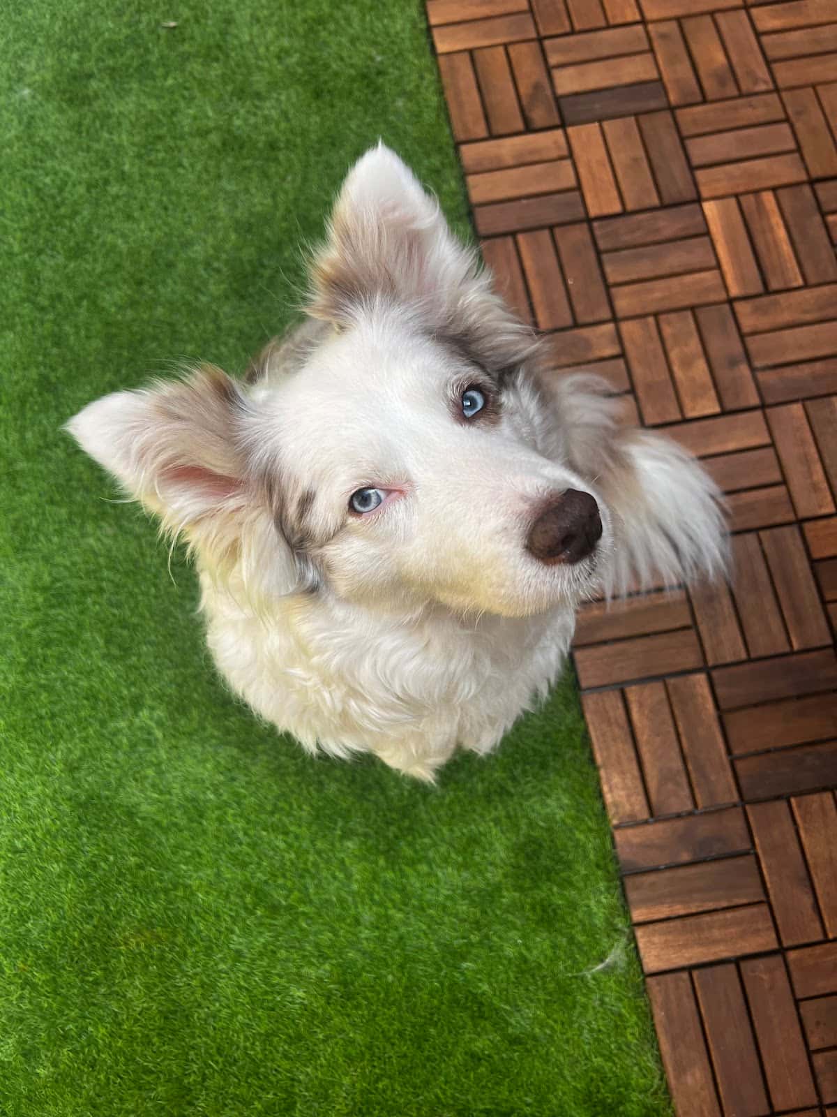 Clínica Veterinària Viladevet