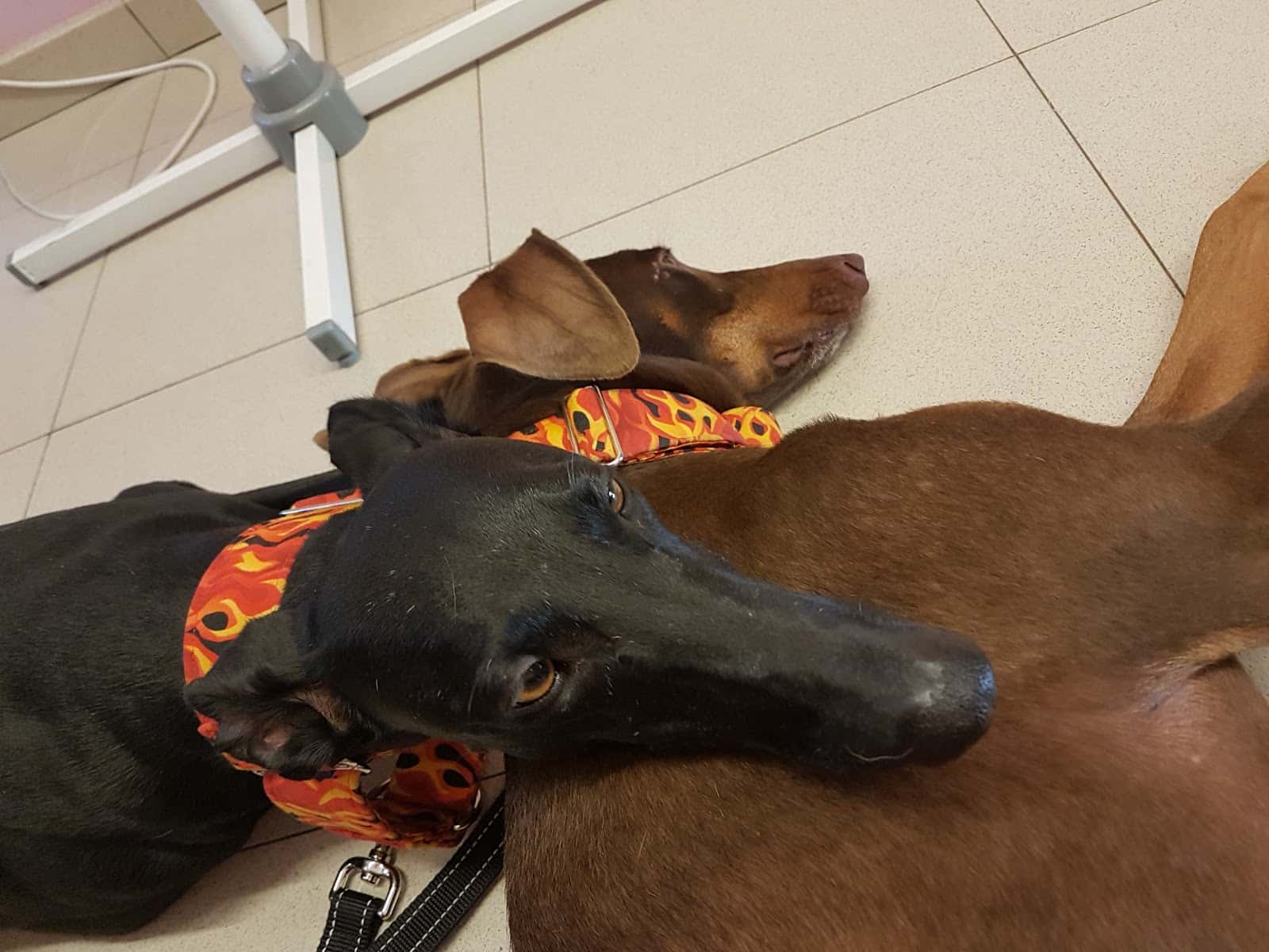 K-nino Centre Veterinari Cervelló