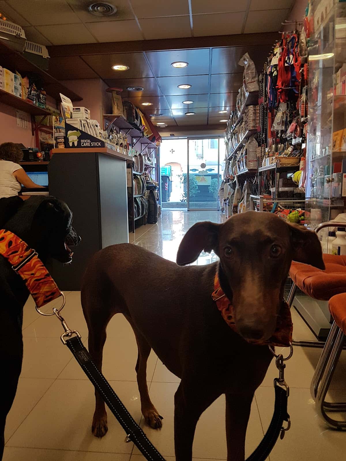 K-nino Centre Veterinari Cervelló