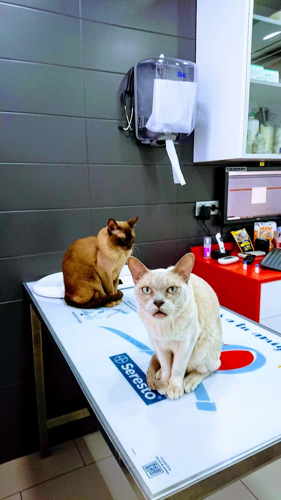 Clínica Veterinària Borrell