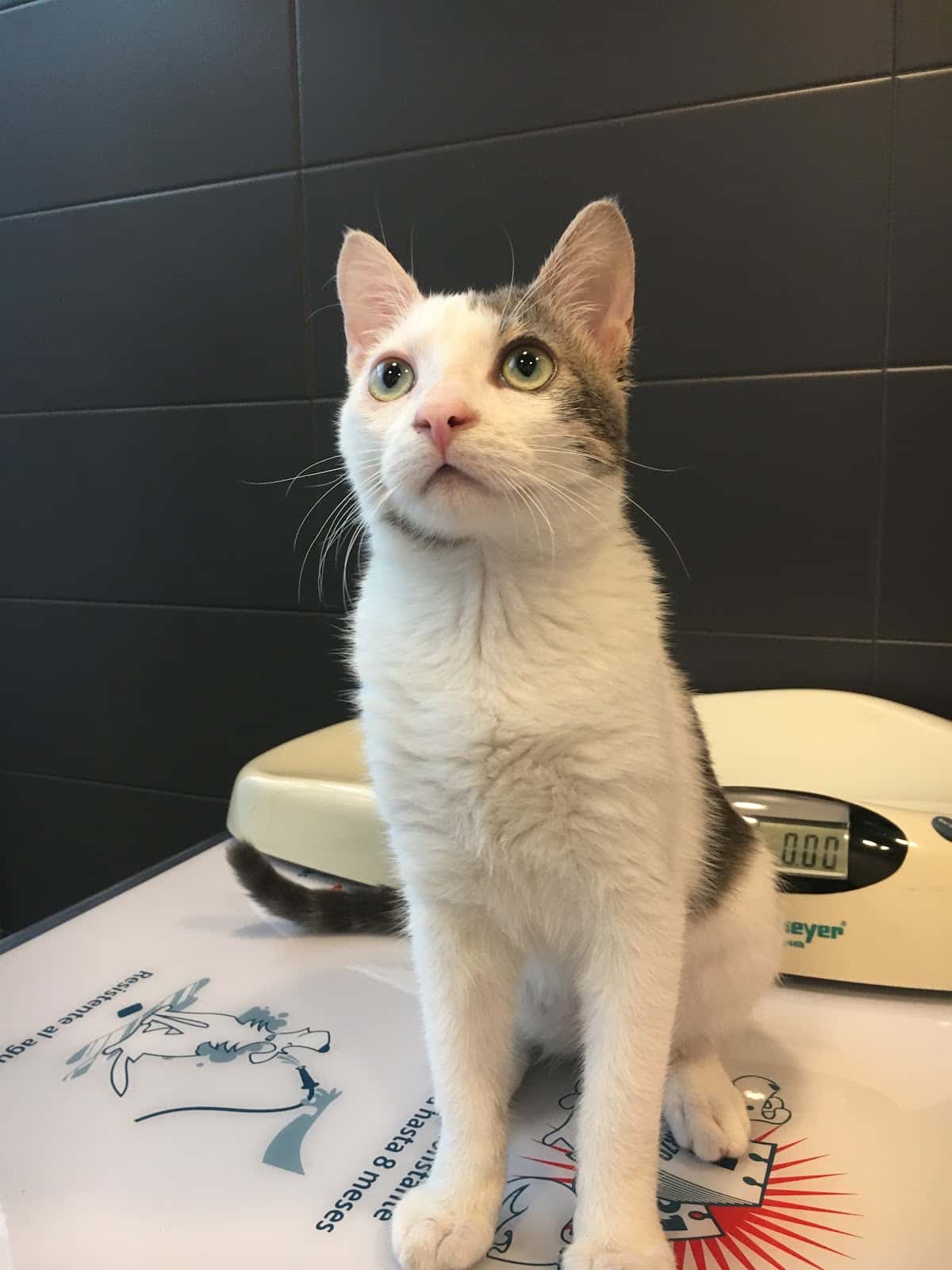 Clínica Veterinària Borrell