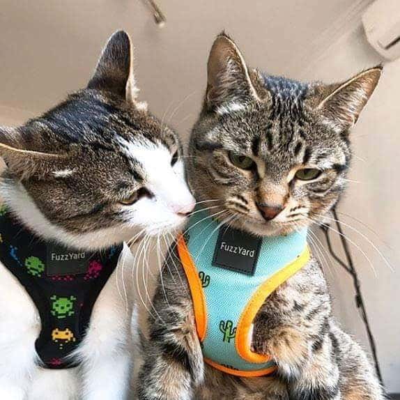 Clínica Veterinària Borrell