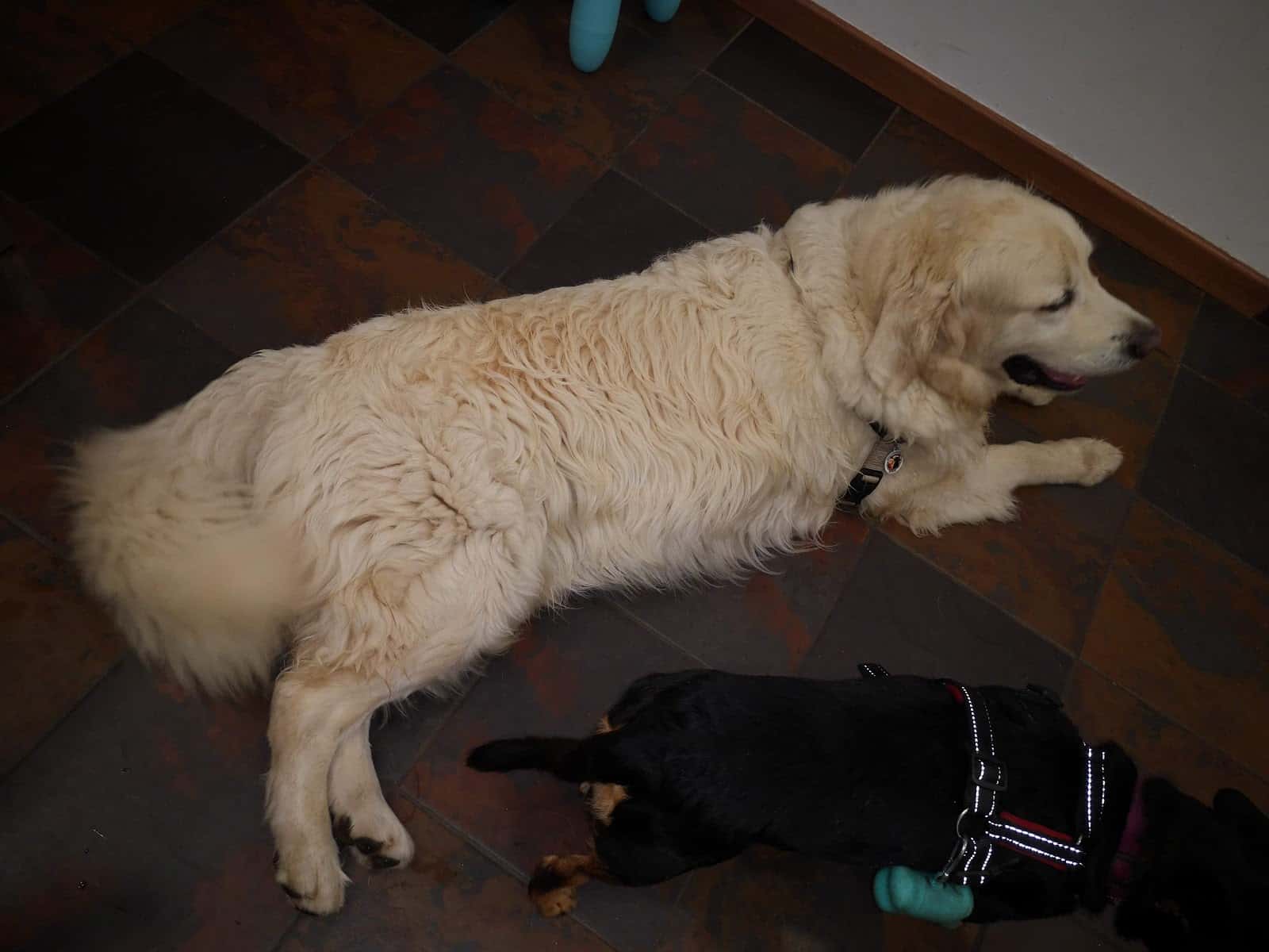 Clínica Veterinaria Exivet