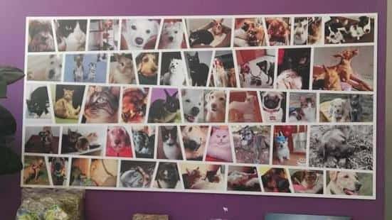 clinica veterinaria exivet veterinario clinica en sabadell en barcelona principalImage ADOPTA Sitios Pet Friendly