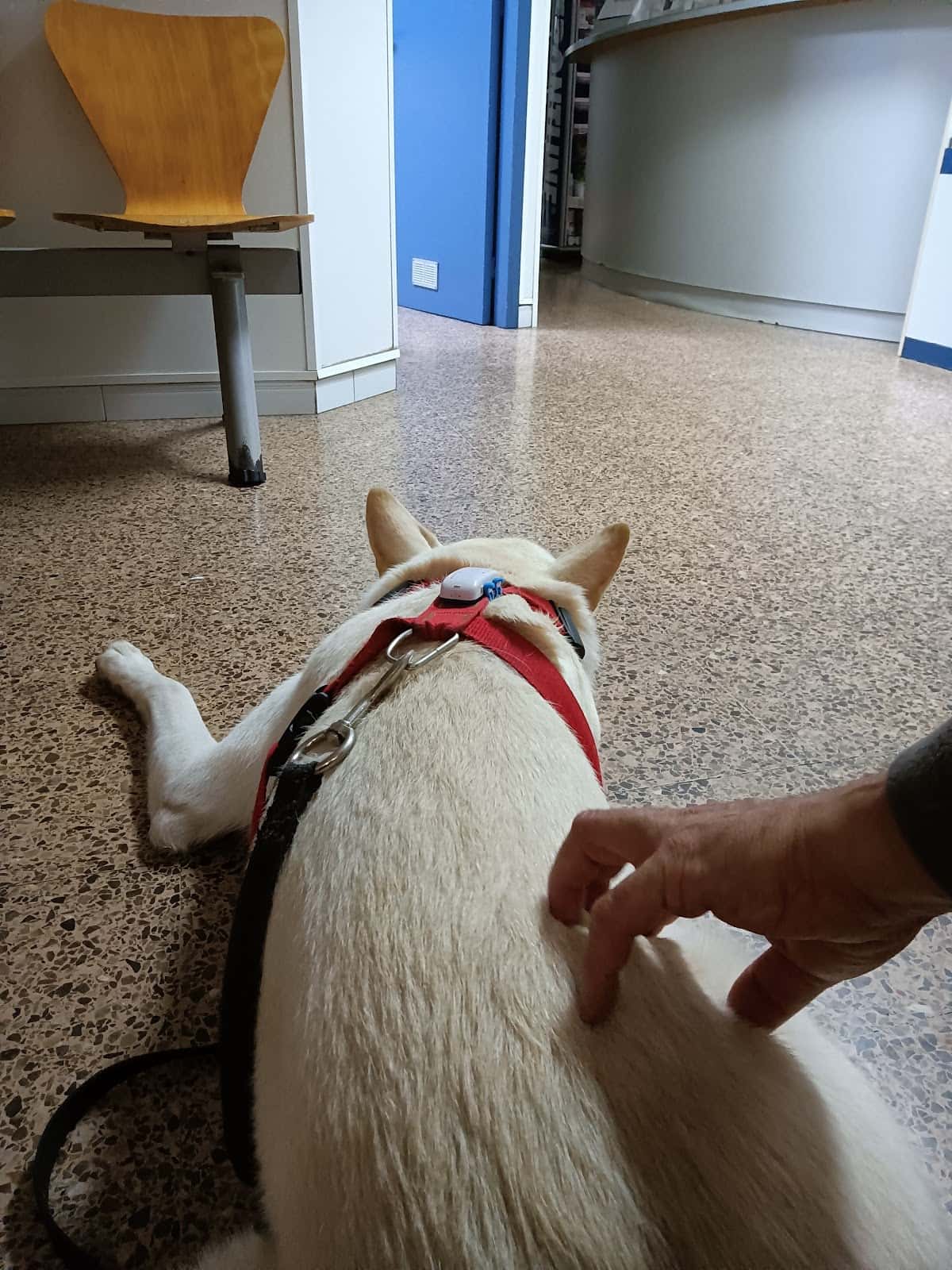 Hospital Veterinari de Sabadell