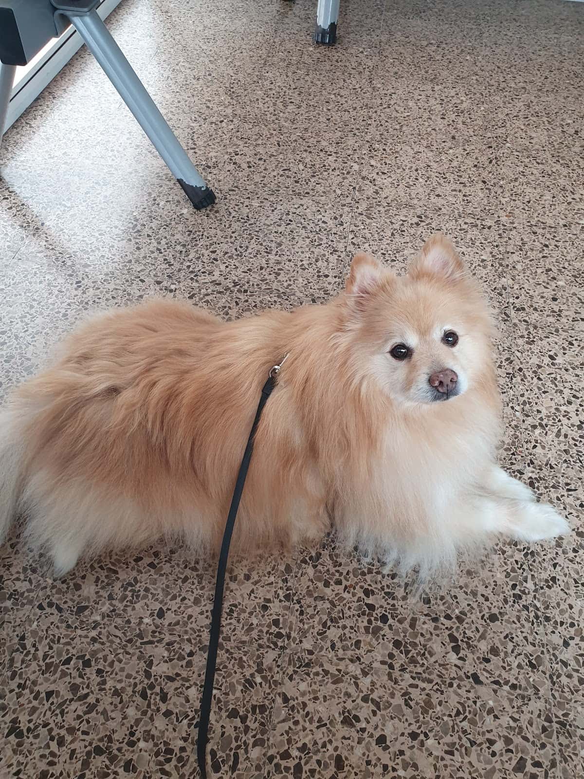 Hospital Veterinari de Sabadell