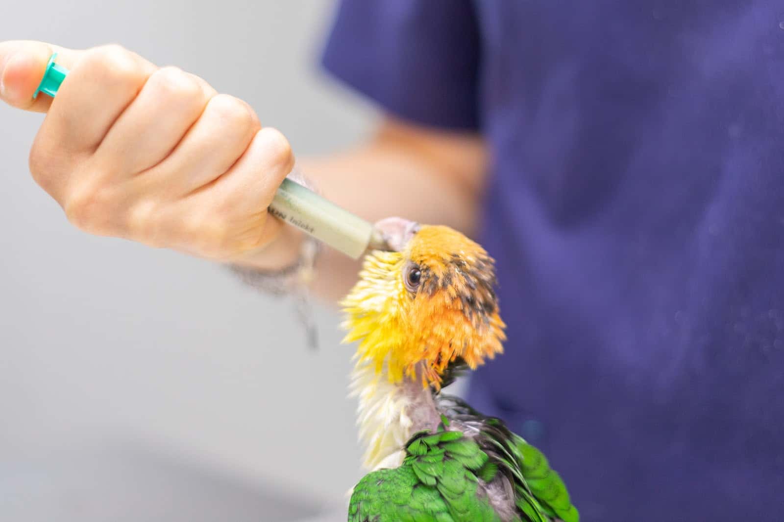 Exòtics Veterinaria