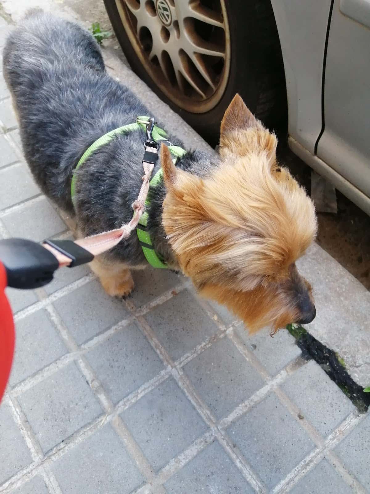 Centre Veterinari La Creu
